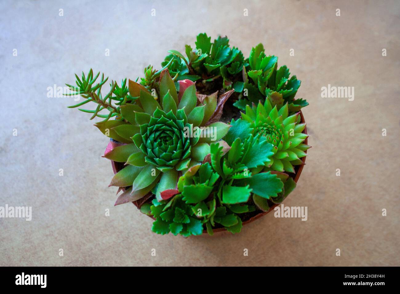 Succulent plants composition isolated on beige background from a high angle view Stock Photo