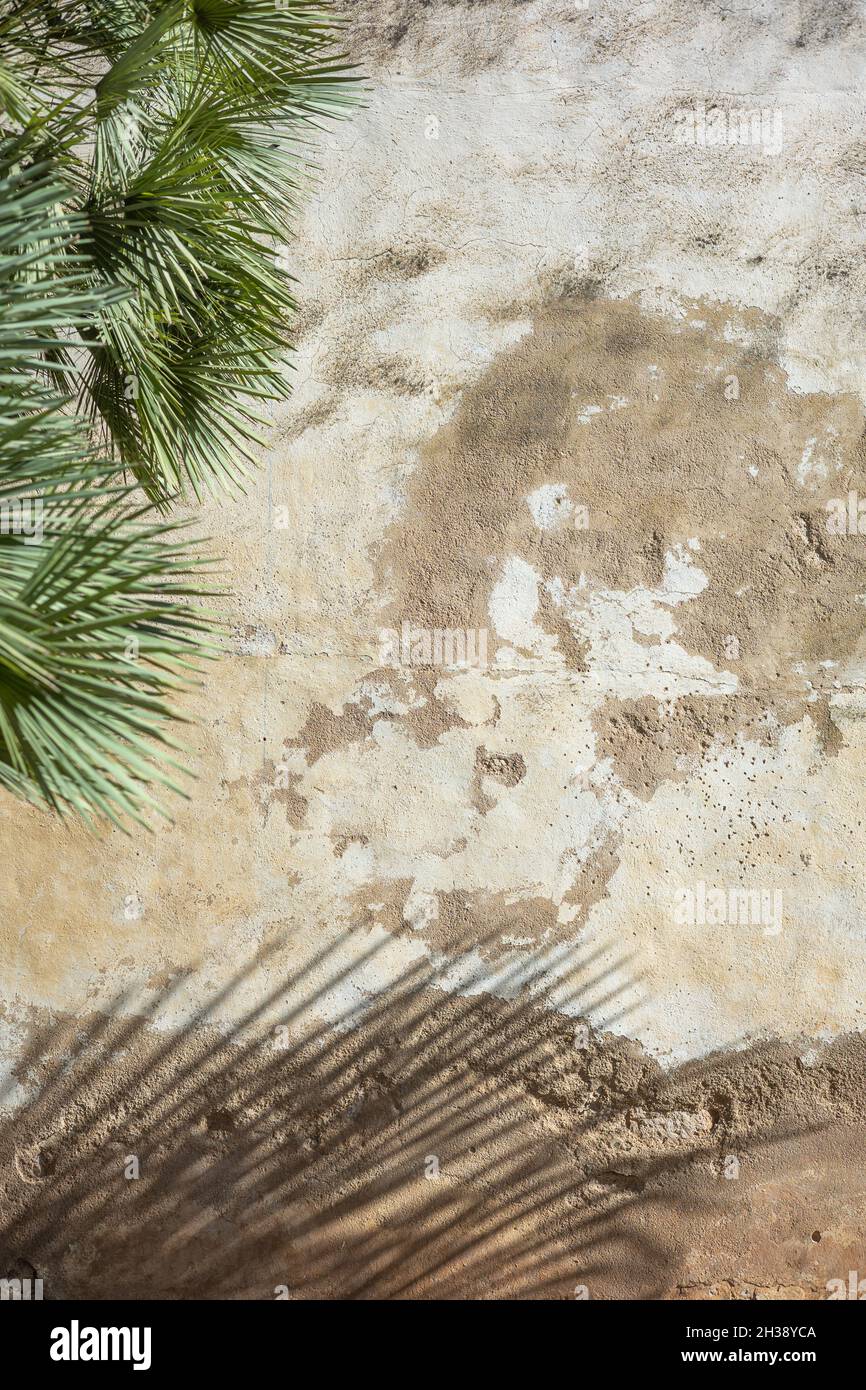 palm leaf shadow on an old wall background Stock Photo