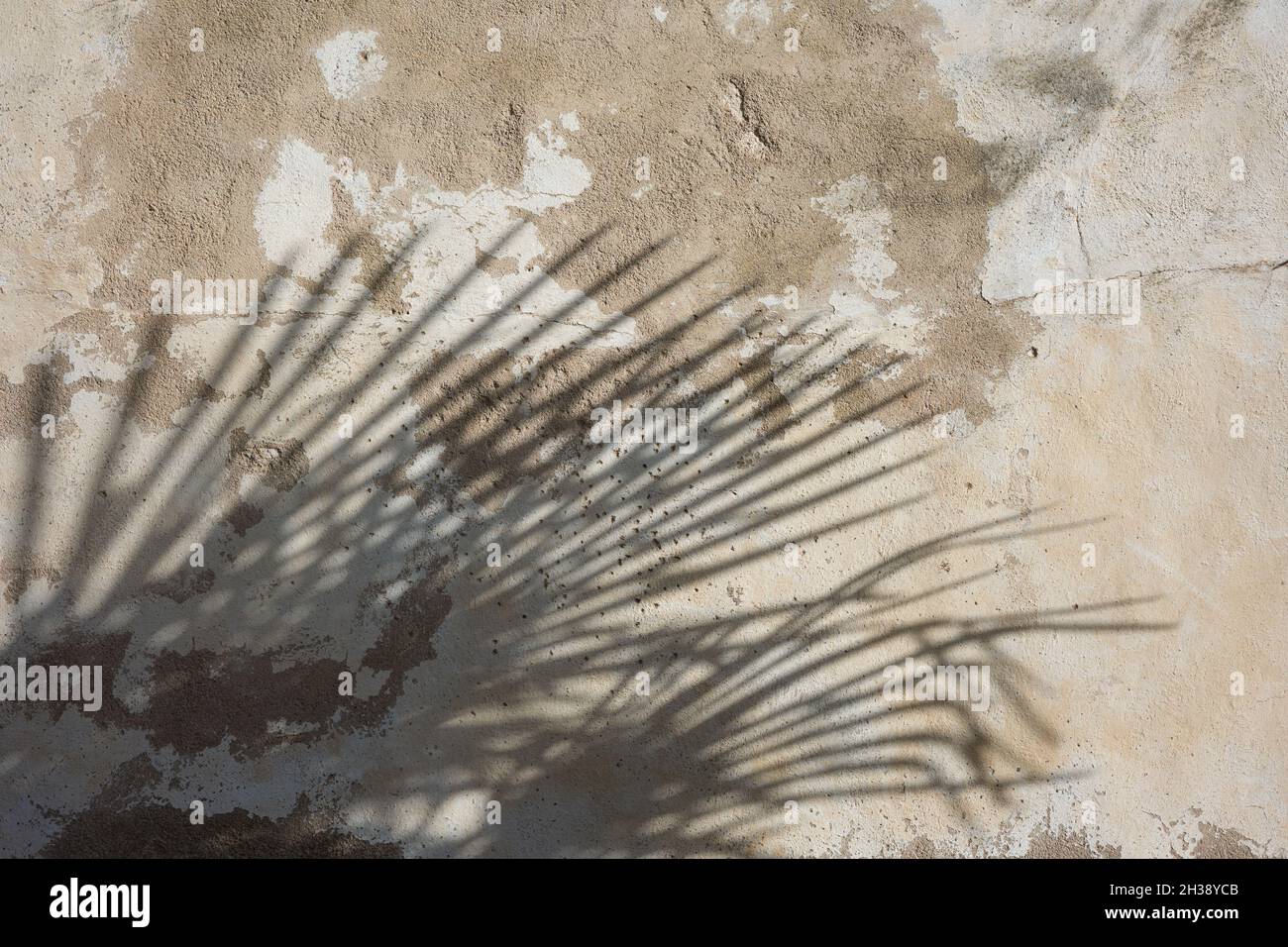 palm leaf shadow on an old wall background Stock Photo