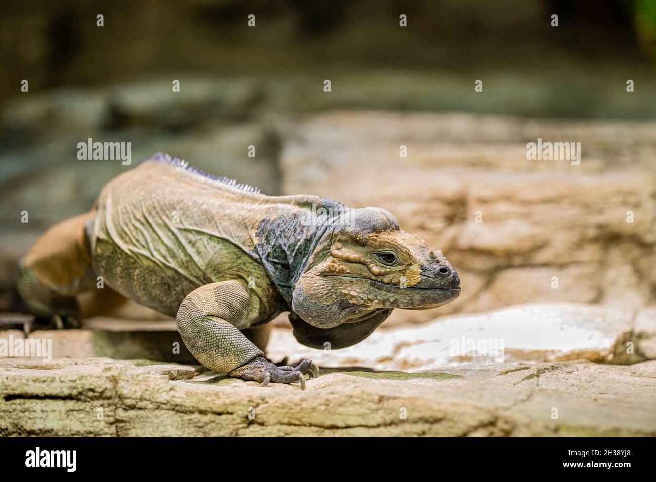 Close up Of Rhinoceros Iguana In Its Habitat On Land Beautiful Cyclura 