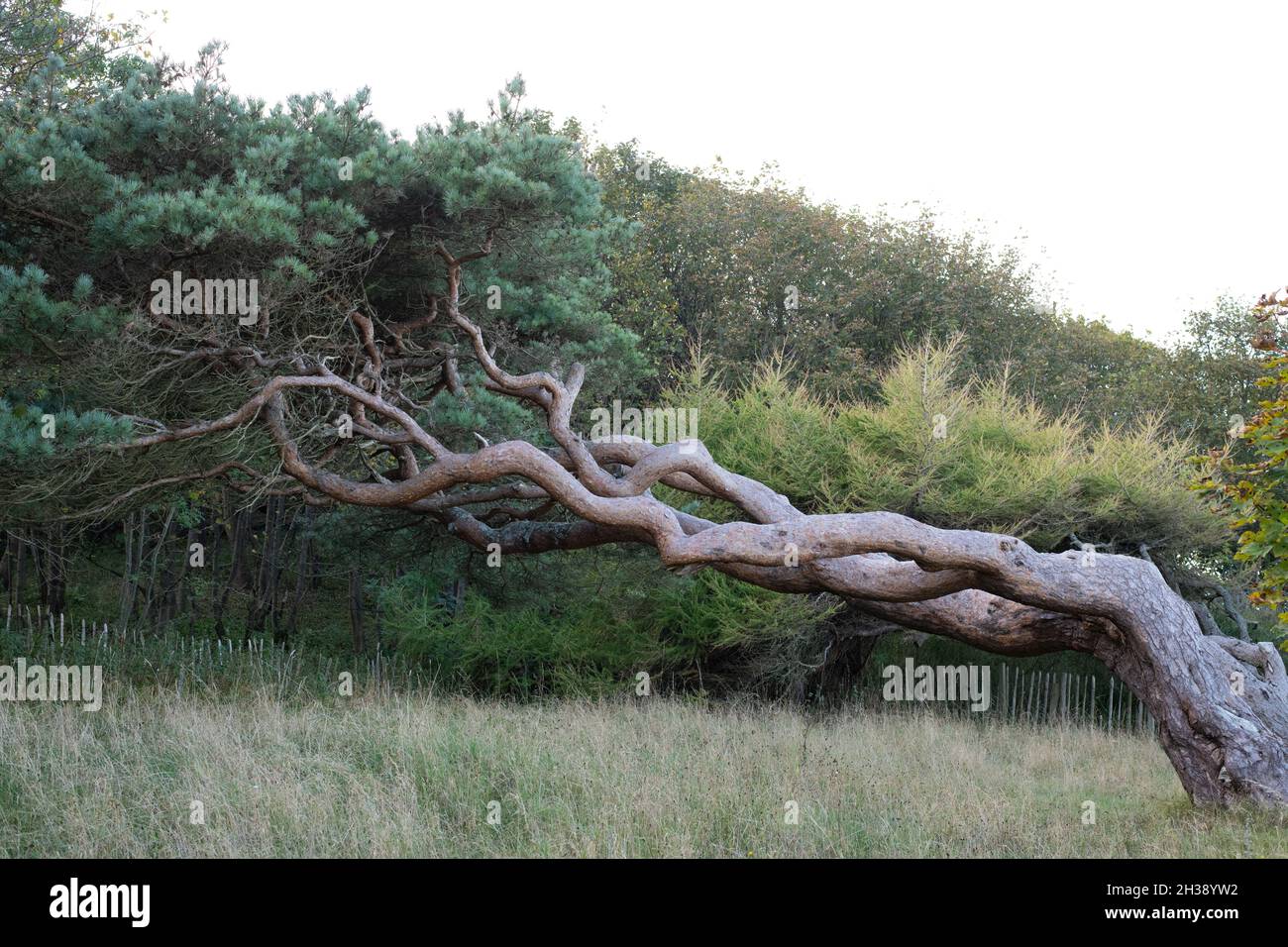 Scots pine tree growing at an angle because of a strong prevailing wind