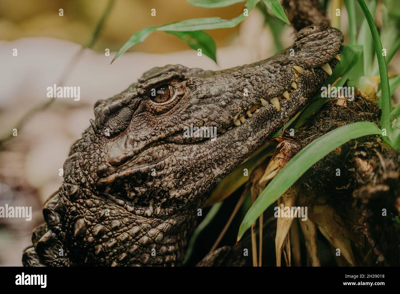 Close-up of crocodile in its habitat on land. Beautiful reptile rare  species. Exotic tropical animals concept Stock Photo - Alamy