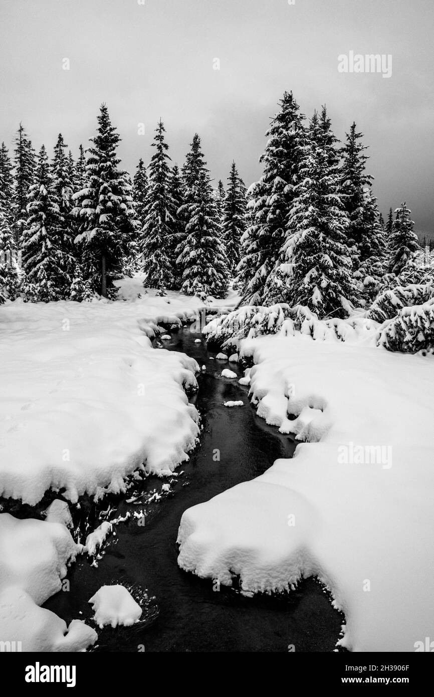 Cold forest snowy hiking Black and White Stock Photos & Images - Alamy