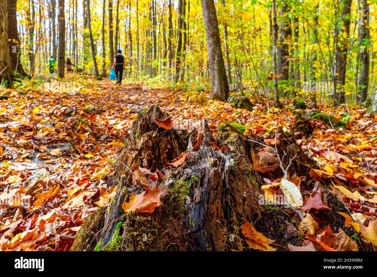 A rotten stump covered with moss among fallen red-brown foliage, and mushroom pickers walk in the distance Stock Photo