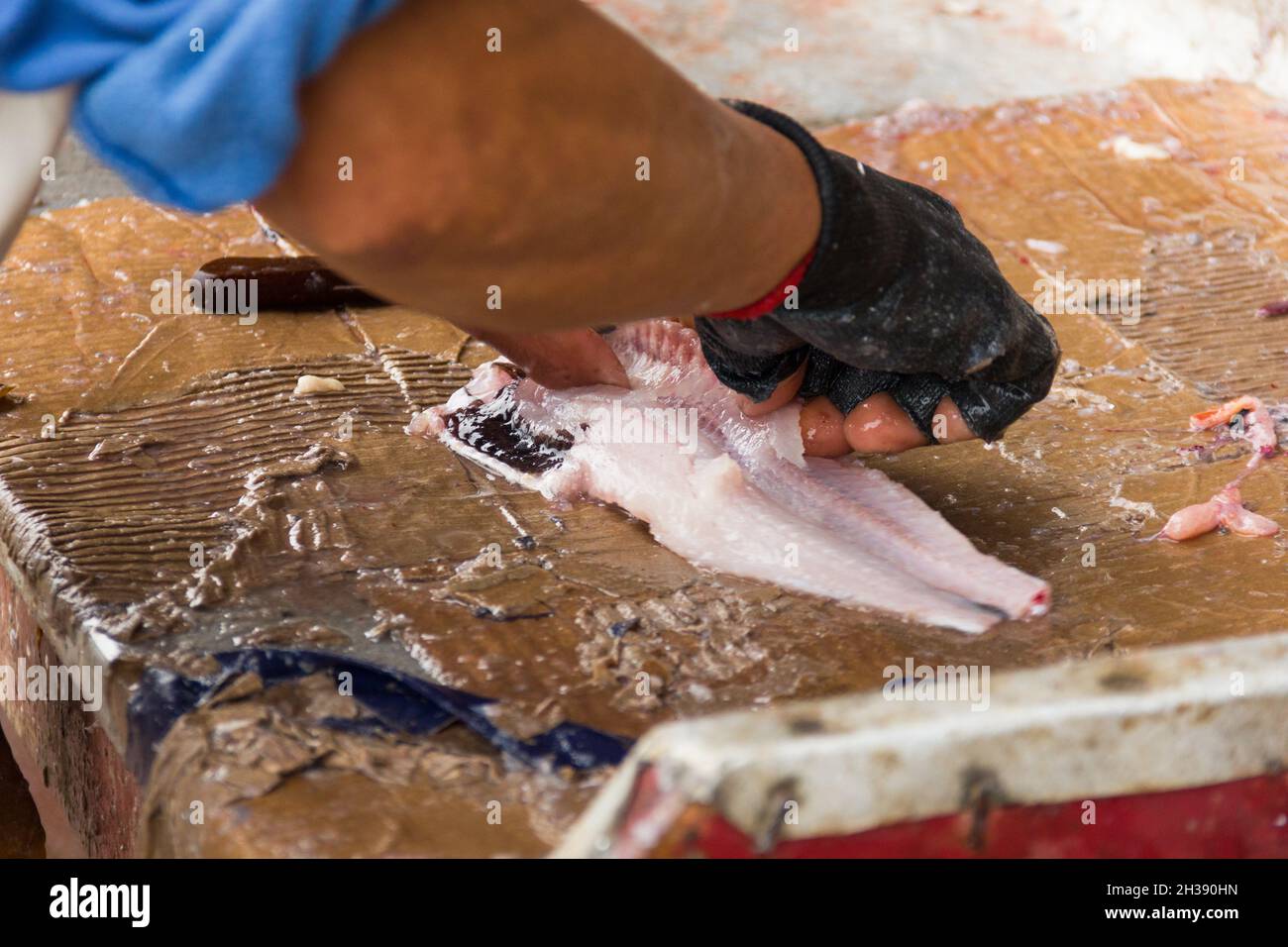 Close up on fishmonger hands covered with glove gutting and cleaning fish at Angelmo Bay market in Puerto Montt, Chile Stock Photo