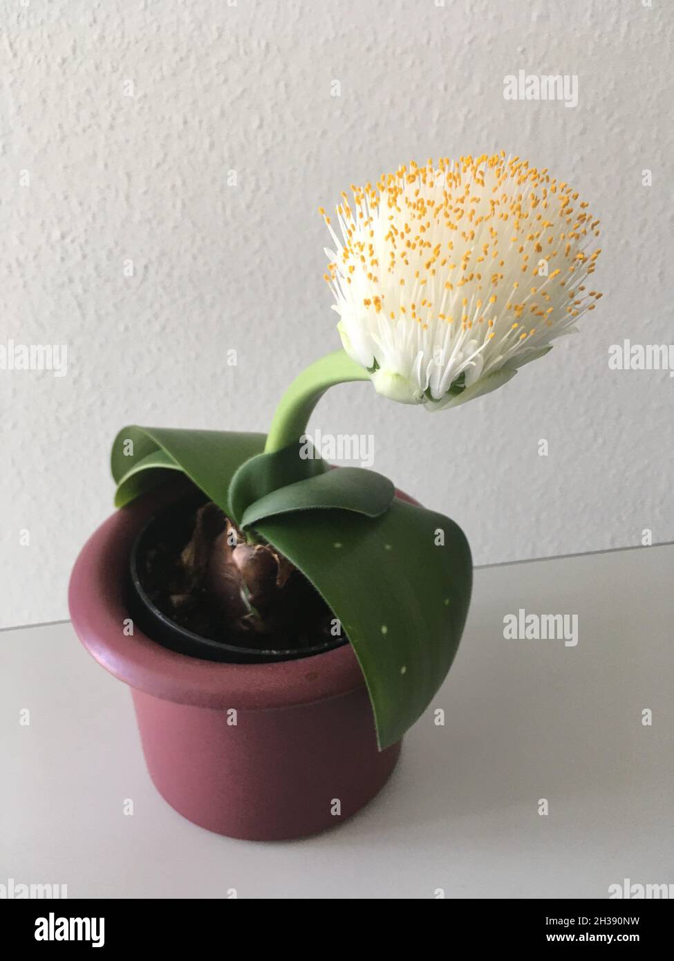 Elefantenohr Haemanthus albiflos Pflanze sieht aus wie eine Spülbürste
