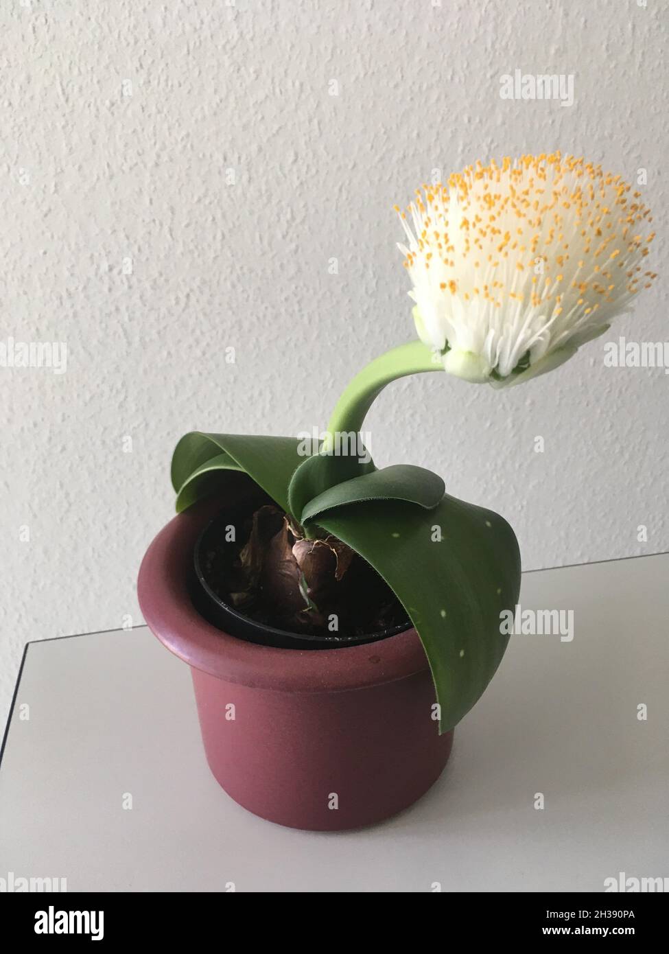 drachenbaum als zimmerpflanze Dracaena Compacta main image 1