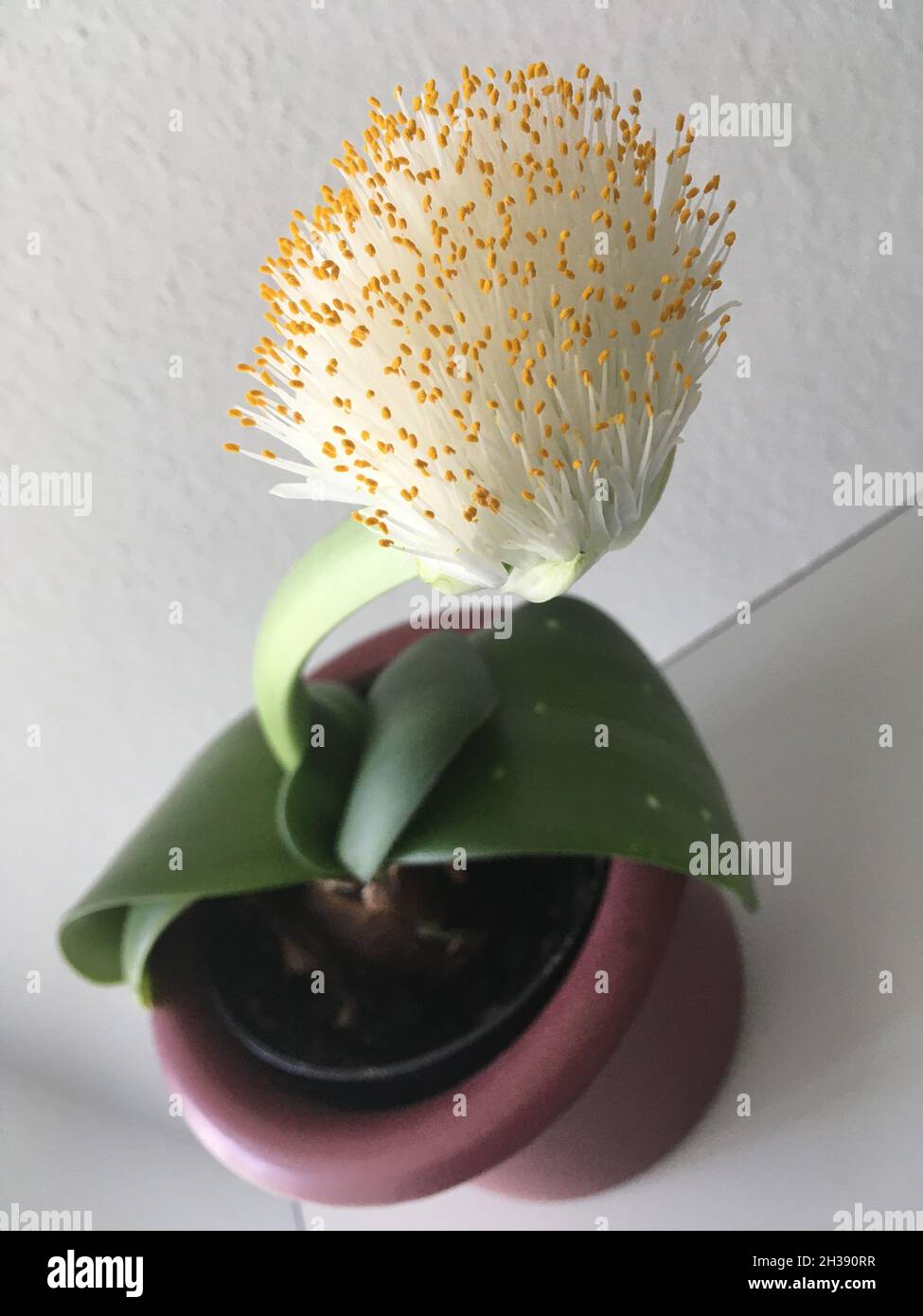 Elefantenohr Haemanthus albiflos Pflanze sieht aus wie eine Spülbürste Stock Photo