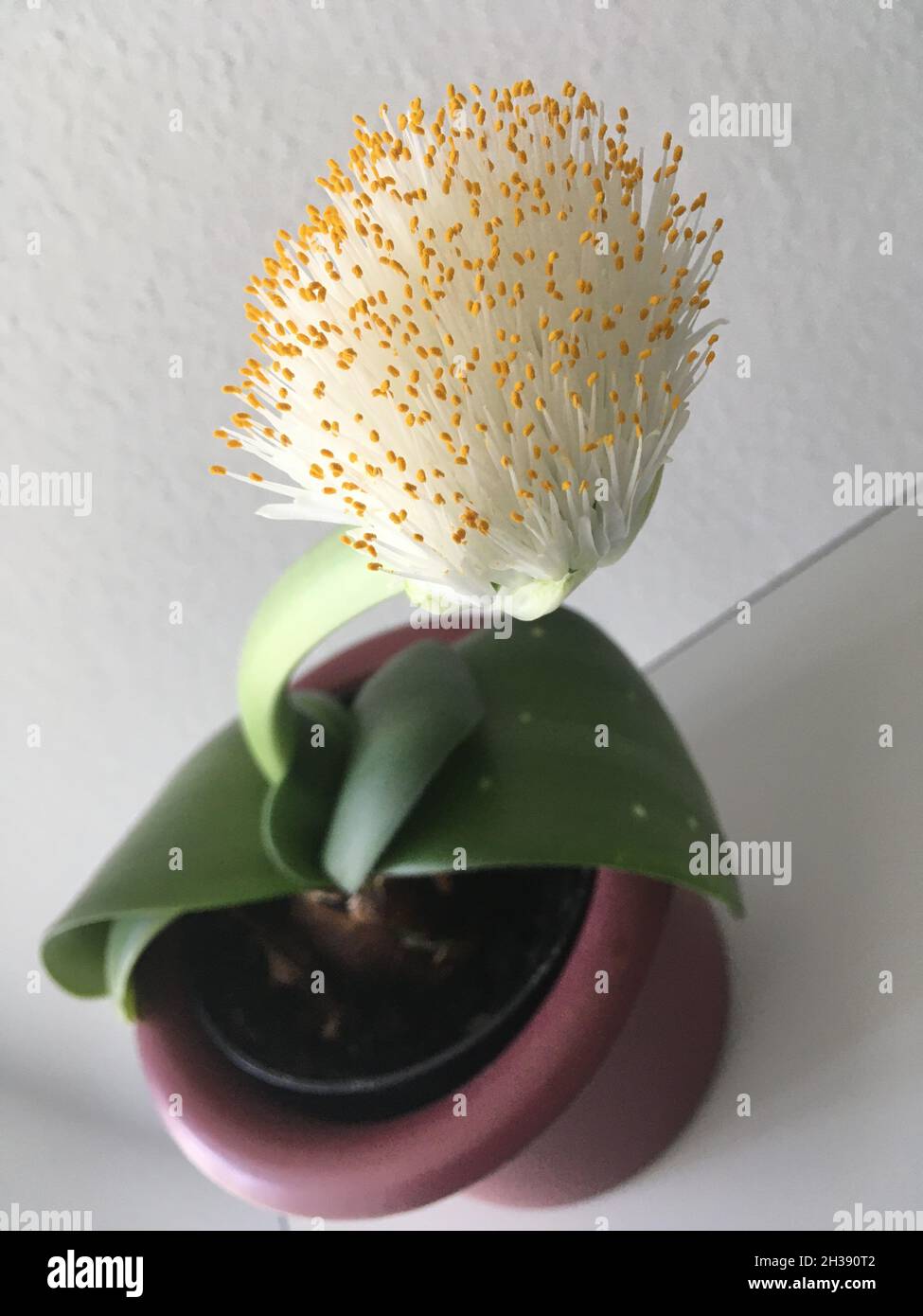 Elefantenohr Haemanthus albiflos Pflanze Stock Photo