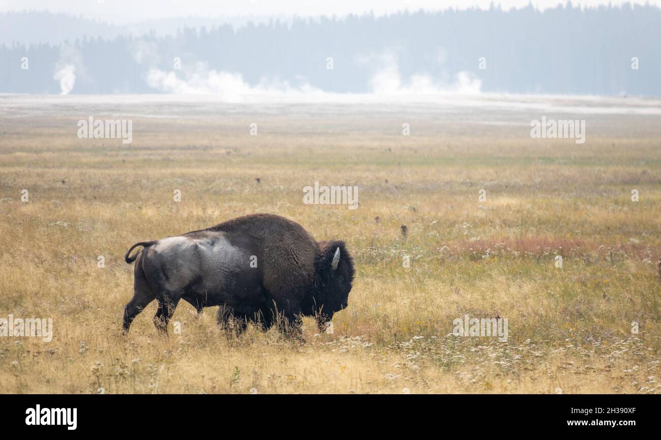 PLAINS BISON BISON BISON BISON visual data 2