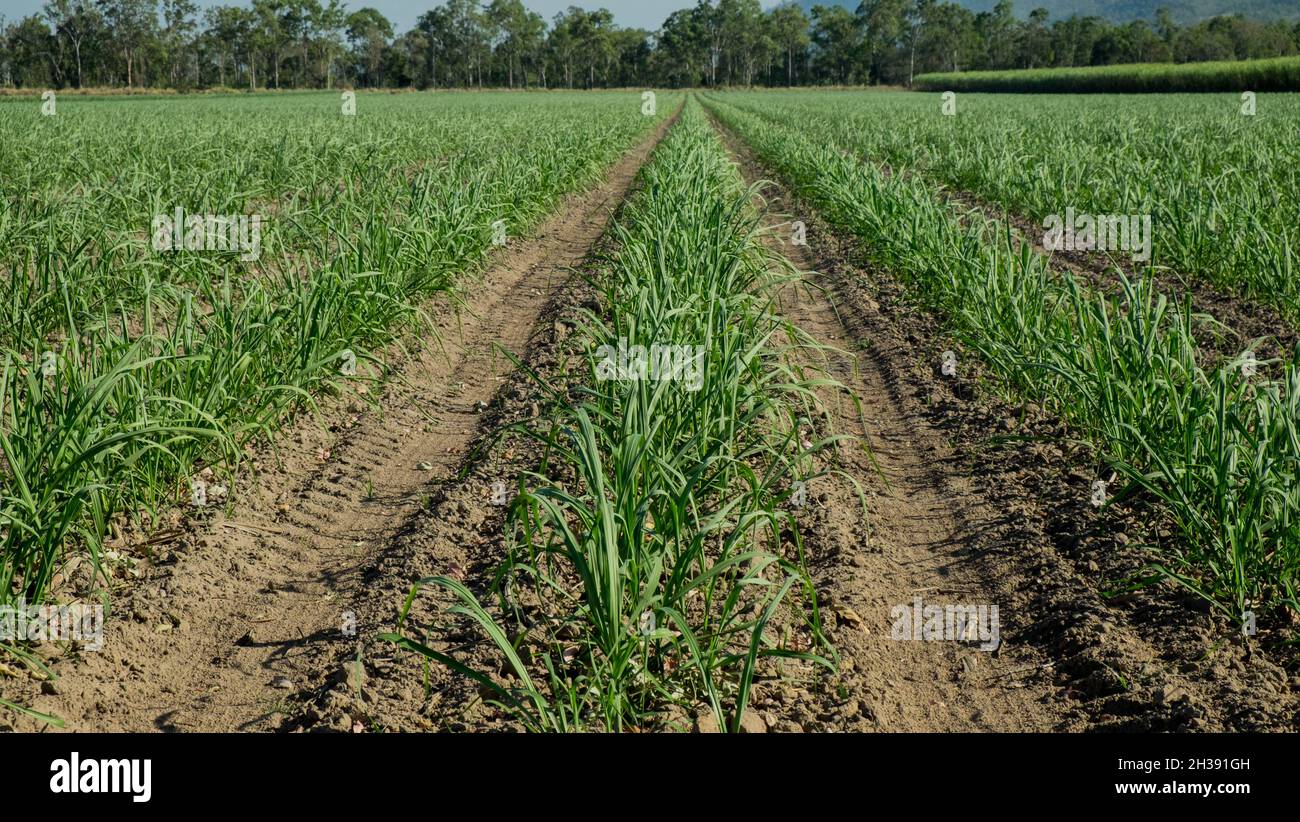 Farmland near Mirani, Queensland Stock Photo