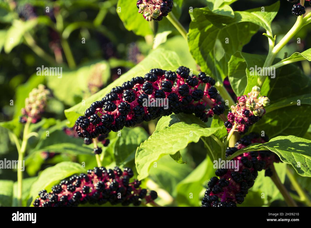 Selective focus shot of lakonos berries growing in the garden Stock Photo