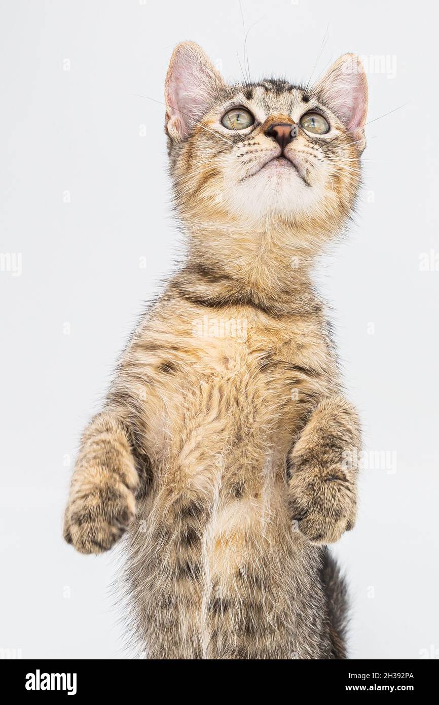 Cute cat isolated on white background Stock Photo - Alamy