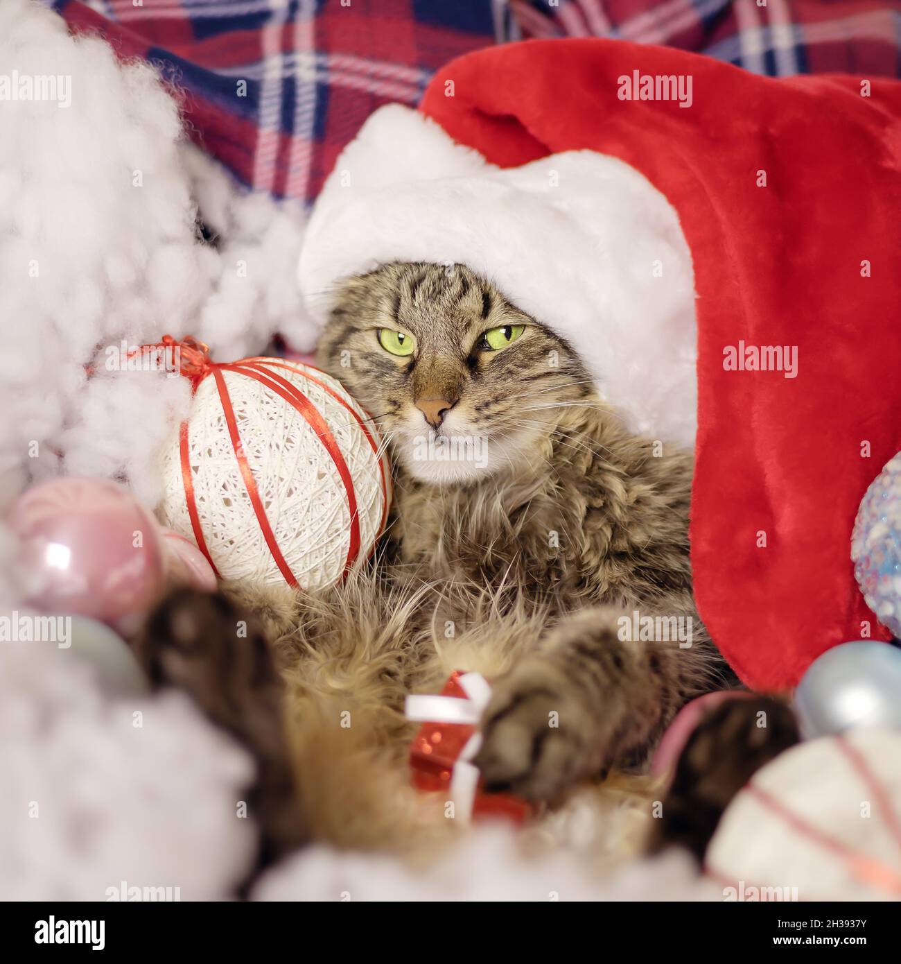 Cat in a santa hat with a christmas ball surrounded by christmas ...