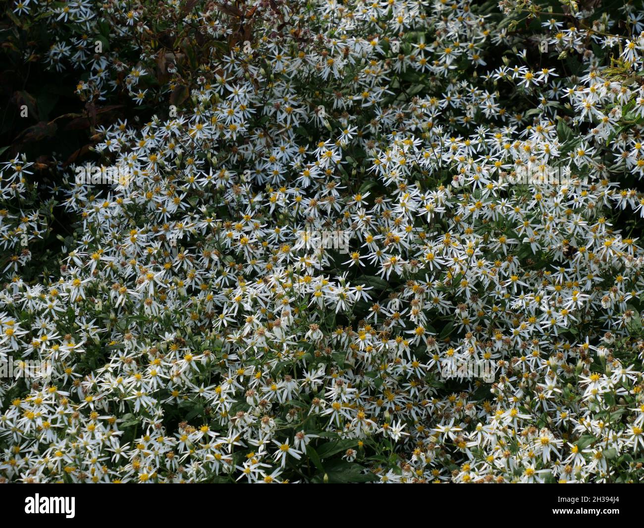 Field of white wood aster flowers Stock Photo