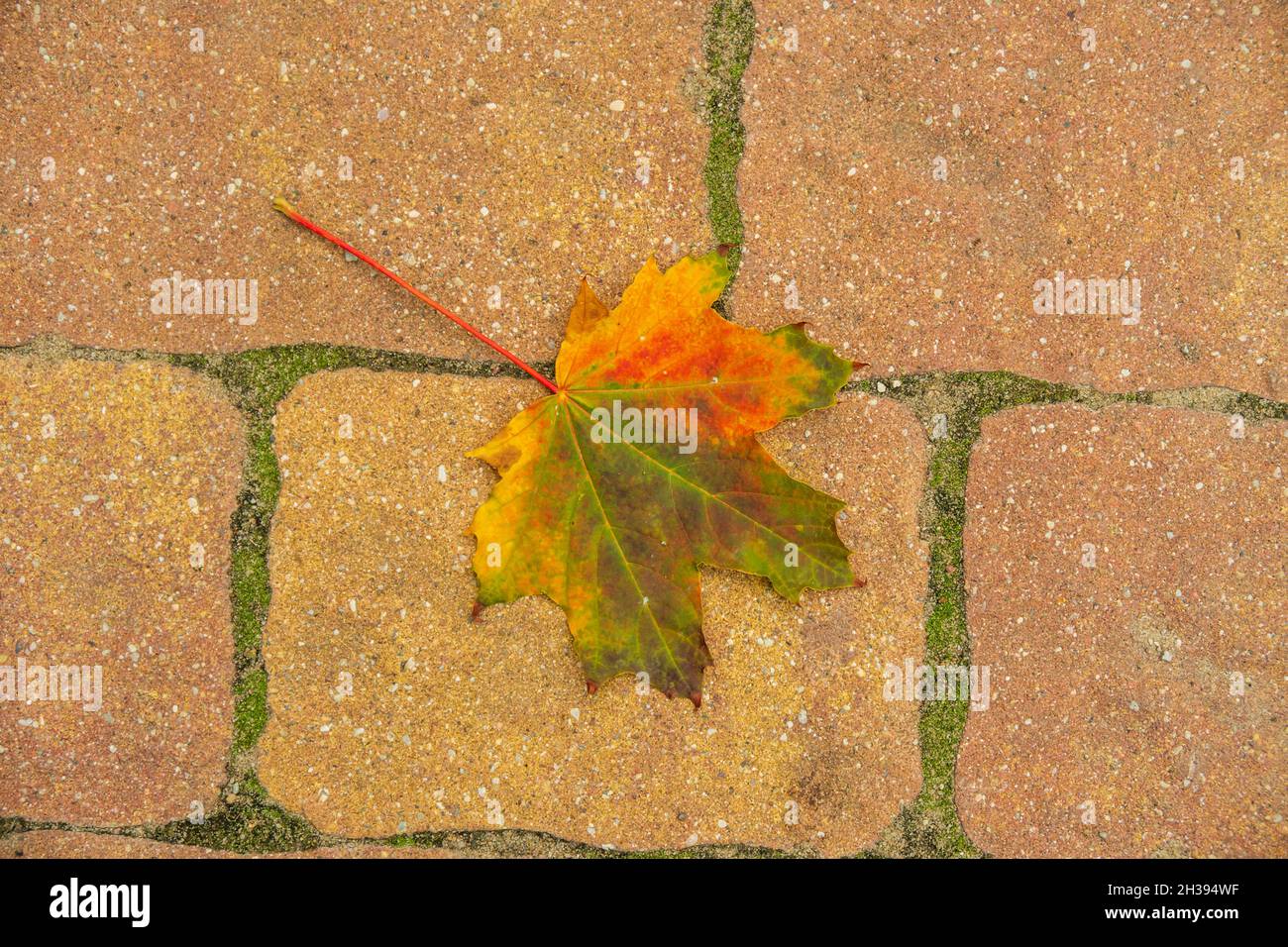 Top view of a cobble ground and a fallen leaf on it Stock Photo - Alamy