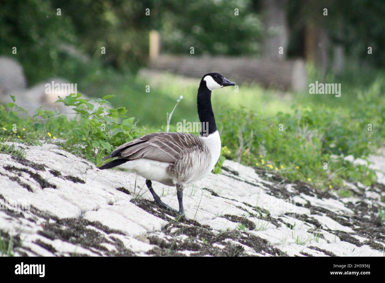 Branta Canadensis (Canada goose) standing on the rocks Stock Photo
