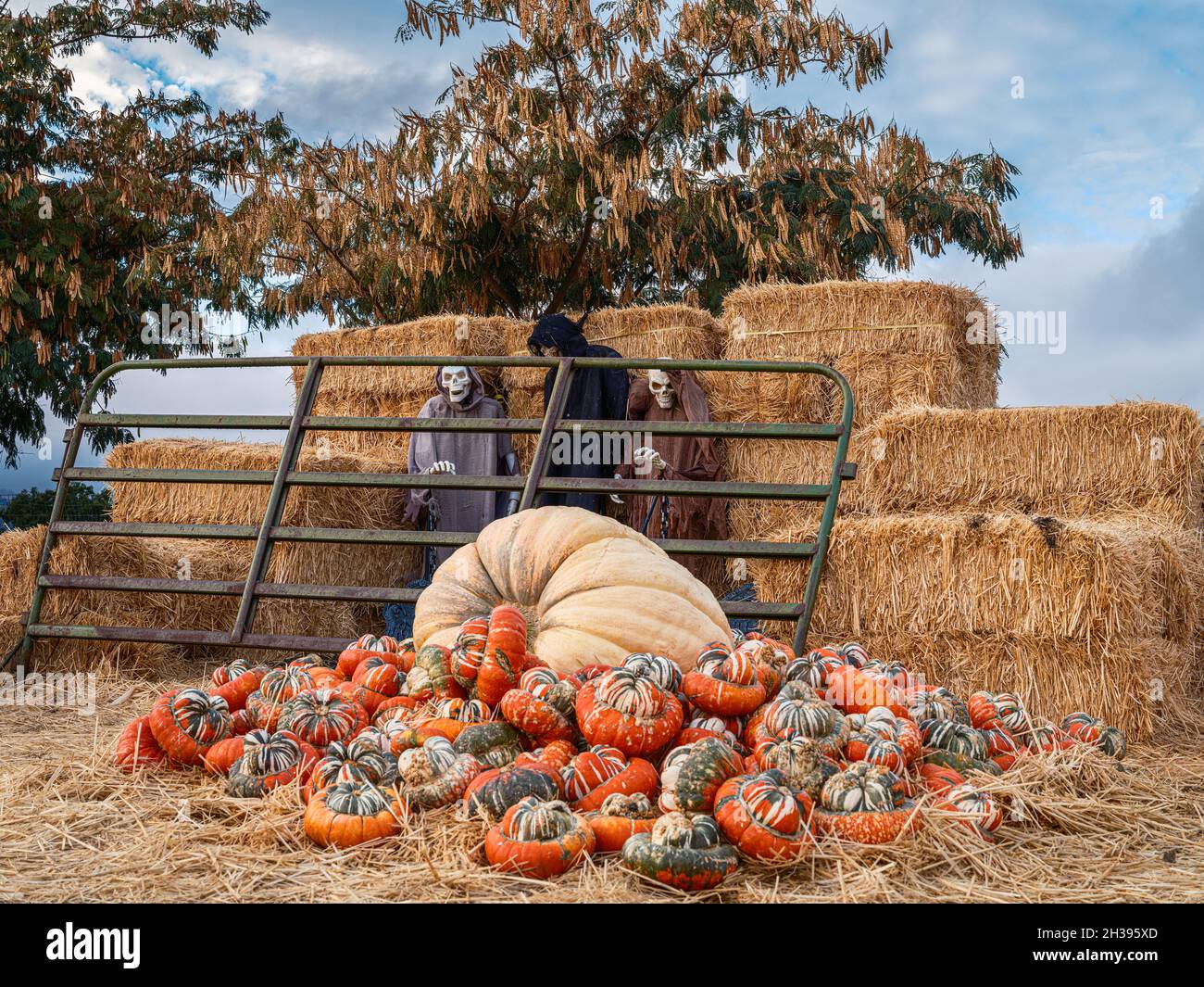 Halloween Pumpkin Display with Skeletons and Haystacks Stock Photo