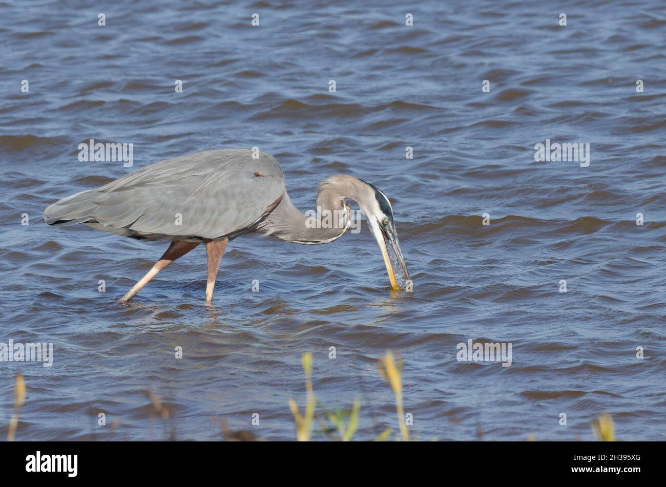 Great Blue Heron, Ardea herodias, rinsing mud from beak after plunging for prey, with nictitating membrane closed Stock Photo