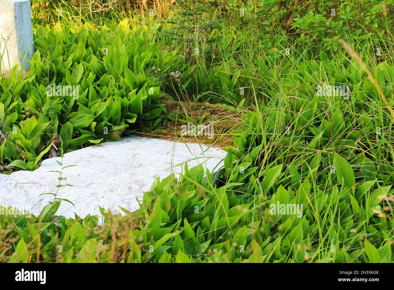 An old granite headstone in a disused cemetery, overgrown by grass and wildflowers. Stock Photo