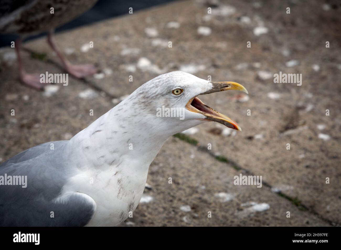A gull at Pier Head, Liverpool Stock Photo