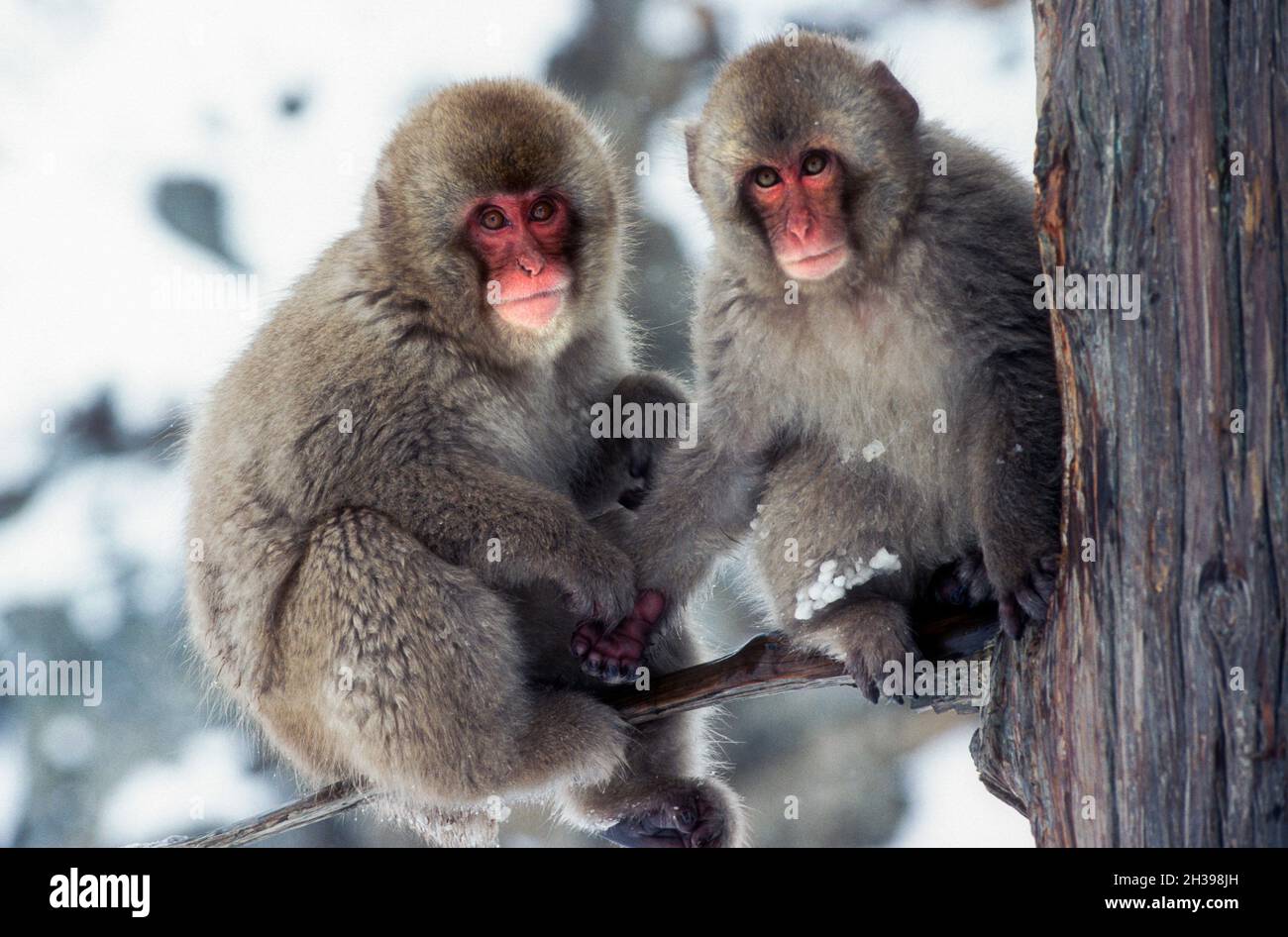 Asia; Japan; Honshu; Winter; Jigokudani Hot Springs; Wildlife; Mammals; Macaque; Snow Monkey; Macaca fuscata. Babies. Stock Photo