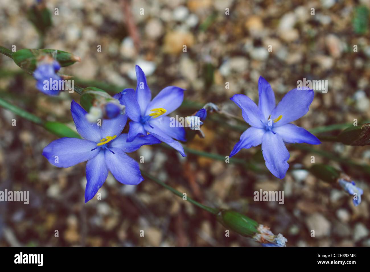native Australian Morning Iris Orthrosanthus multiflorus plant with ...