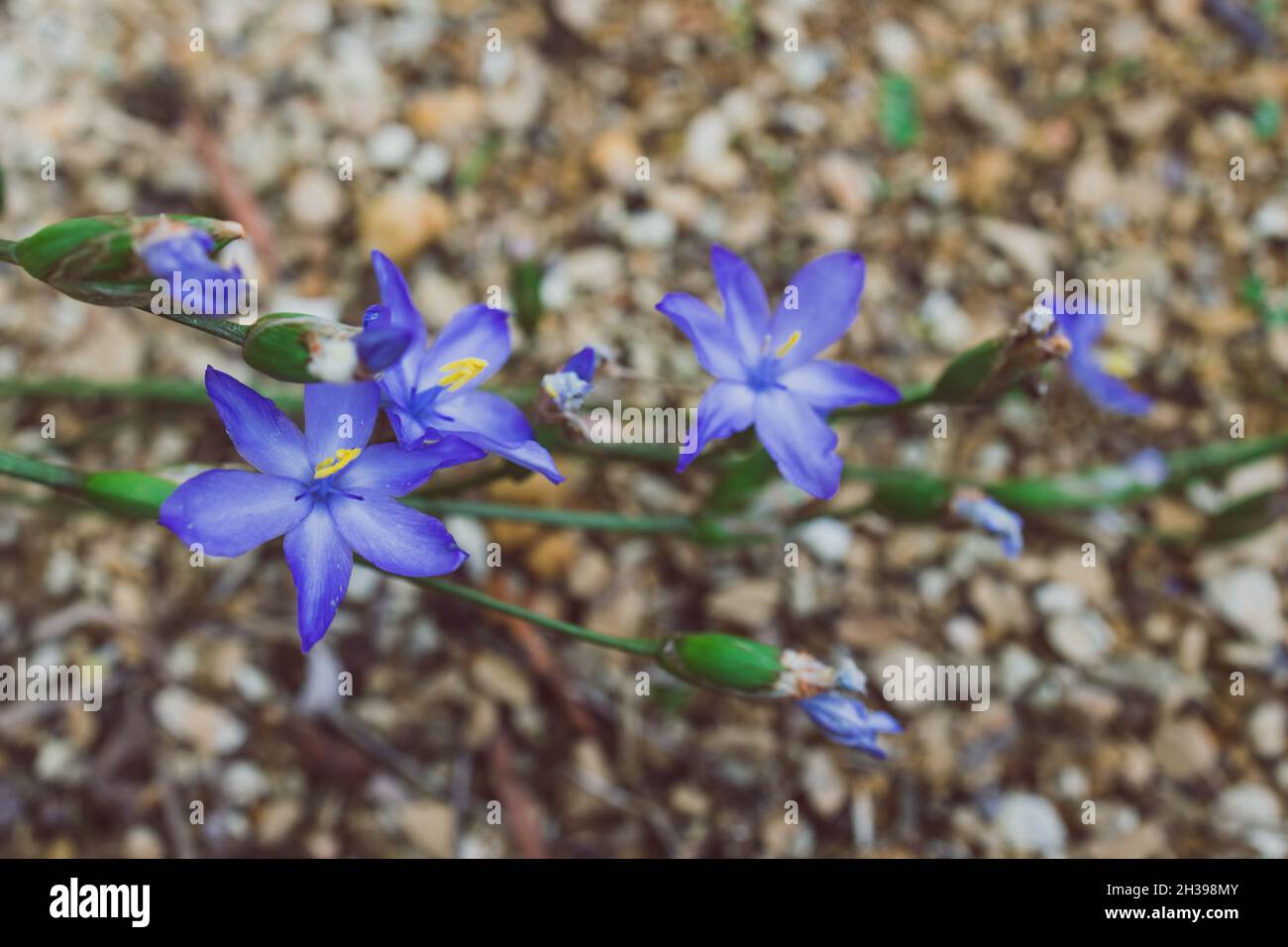 native Australian Morning Iris Orthrosanthus multiflorus plant with ...