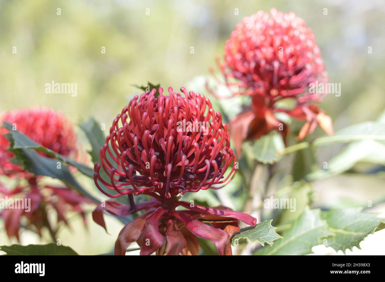 Waratah flower in NSW Australia bushland Stock Photo