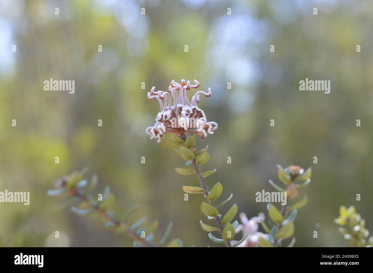 Australian native plant, Grey Spider Flower in bushland Stock Photo