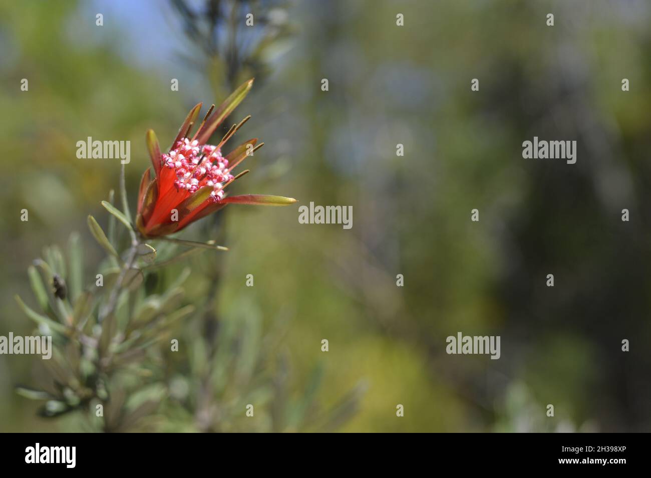 Australian Native Flower Mountain Devil, in the bush Stock Photo