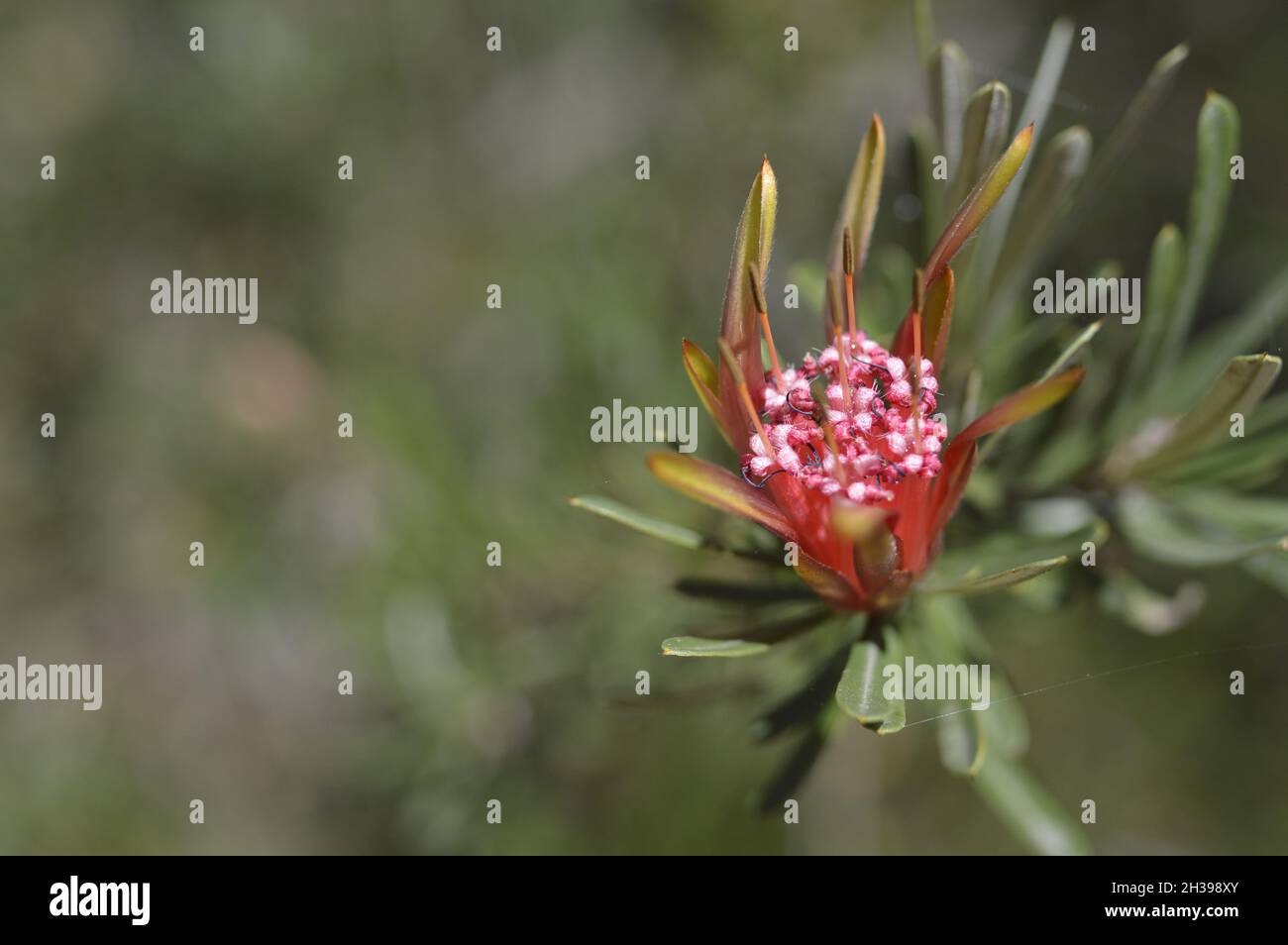 Australian Native Flower Mountain Devil, in the bush Stock Photo