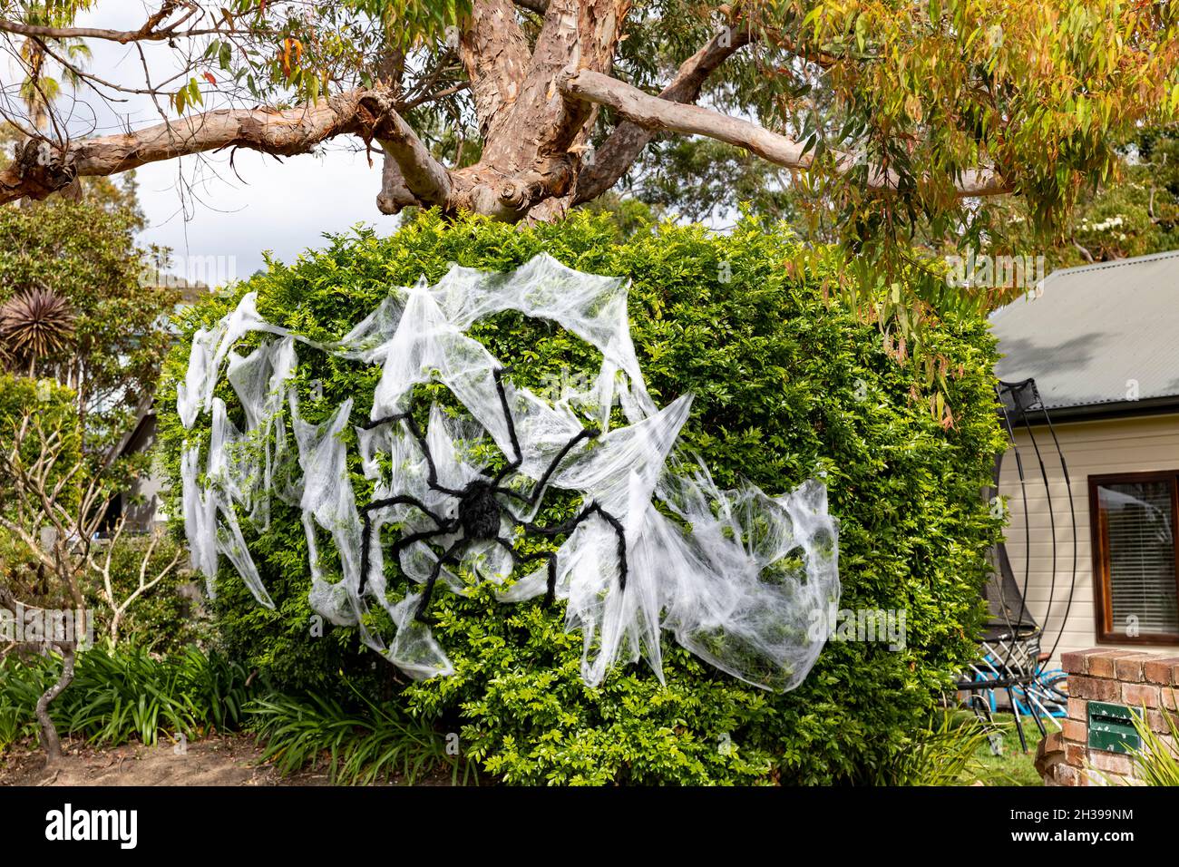 Spiders Building Huge Web on Tree Above Sidewalk, Australia, Araneae,  sidewalk, Meanwhile, #Halloween decorations in #Australia be like  🤣💥🕷, By The Pet Collective