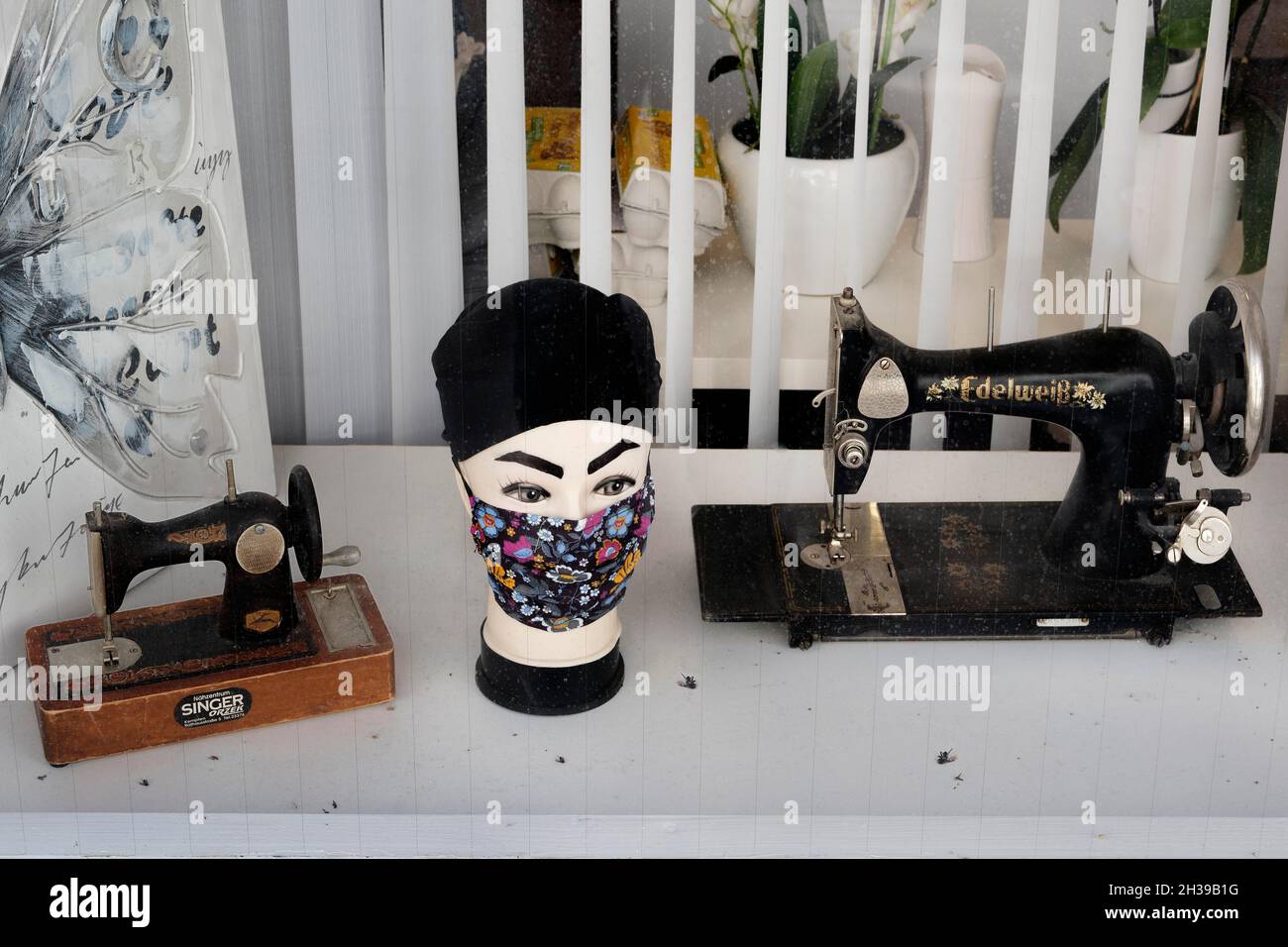 Shop window of a sewing centre with old sewing machines and dead flies