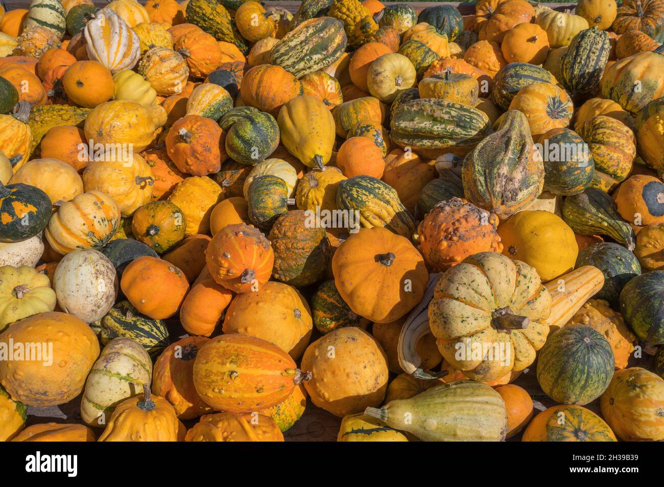 Decorative pumpkins, ornamental pumpkin mix, Upper Bavaria, Bavaria, Germany Stock Photo