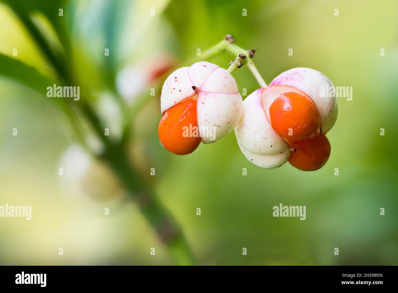 Japanese spindle bush (Euonymus japonicus), fruit, Hesse, Germany Stock Photo Alamy