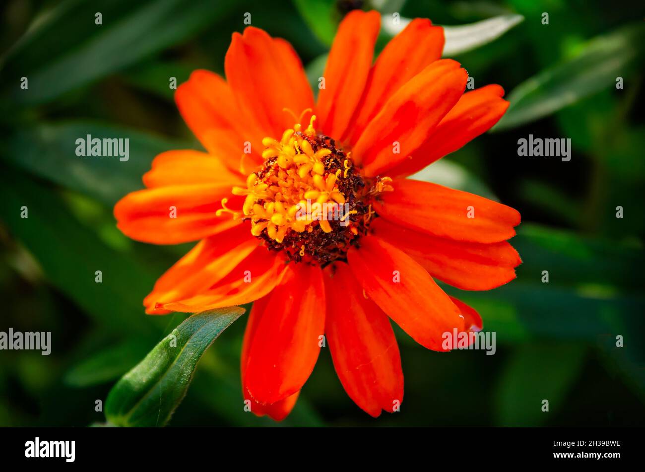 Creeping zinnia (Zinnia angustifolia), also known as narrow-leaf zinnia and Mexican zinnia, is pictured, Oct. 23, 2021, in Fairhope, Alabama. Stock Photo