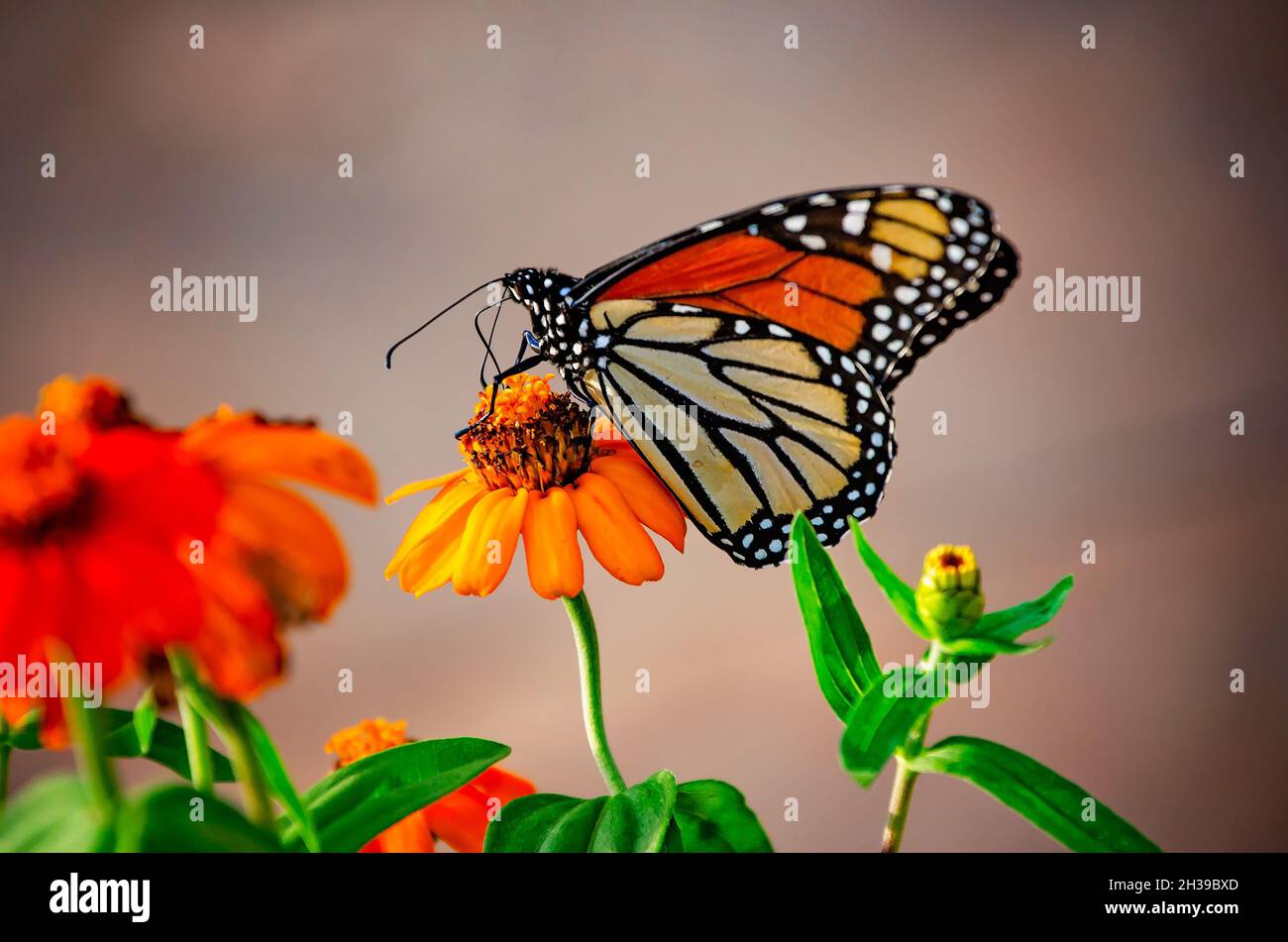 A Monarch butterfly (Danaus plexippus) feeds on a creeping zinnia ...