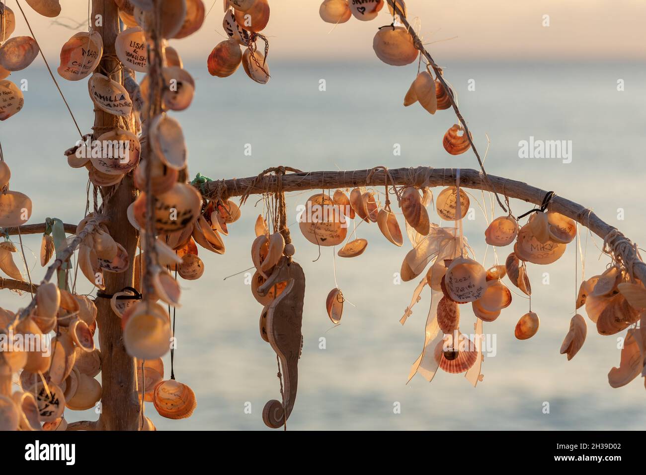 Balearic Shell Shells with names hi-res stock photography and images - Alamy
