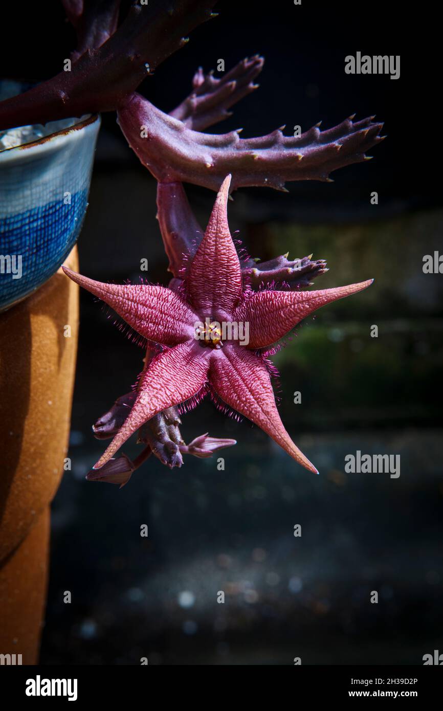 red star shape ,stepelia huernia blooming in planting pot Stock Photo