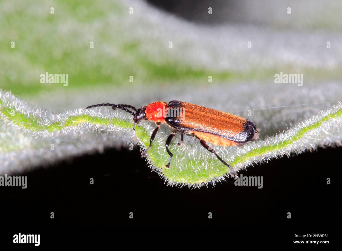 Soldier Beetle, Sphaerarthrum sp. Also known as Small Brown Soldier Beetle. Coffs Harbour, NSW, Australia Stock Photo