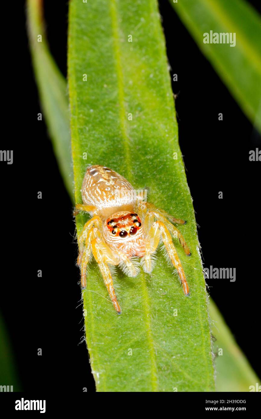 Garden Jumping Spider, Opisthoncus parcedentatus. Coffs Harbour, NSW, Australia Stock Photo