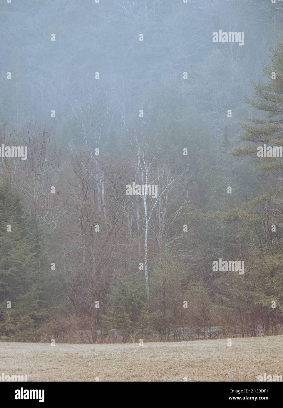 Natural view of a foggy forest in the morning Stock Photo - Alamy