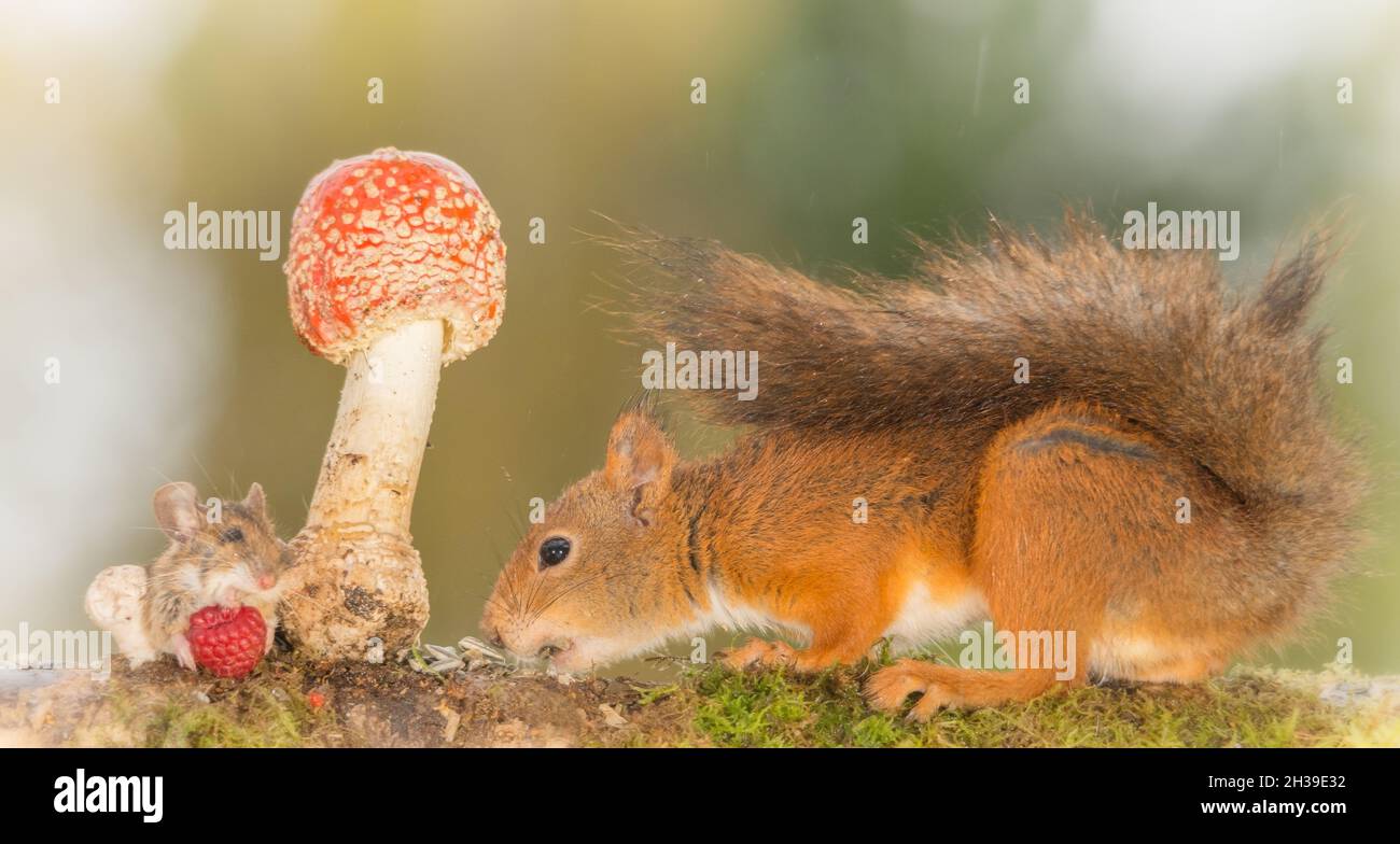 red squirrels and mouse with raspberry standing with mushroom Stock ...