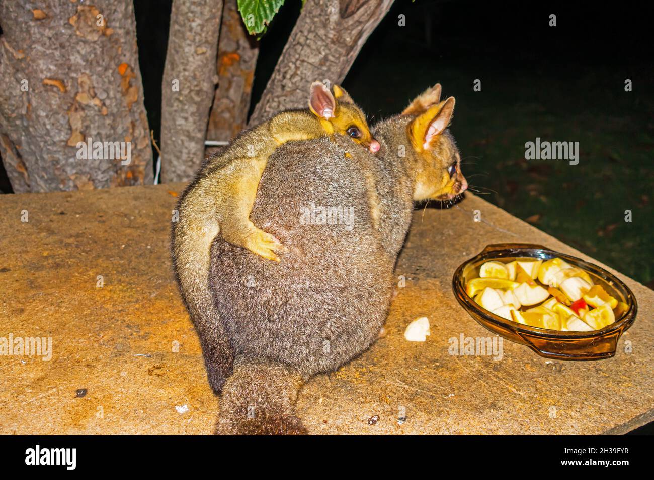 aby possum on mothers back, Trichosurus vulpecula. Stock Photo
