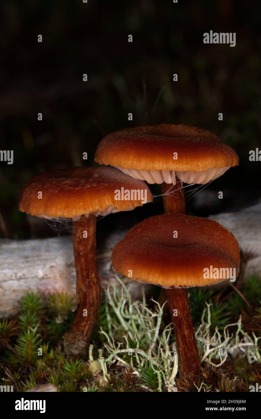close up of fungi in grass Stock Photo