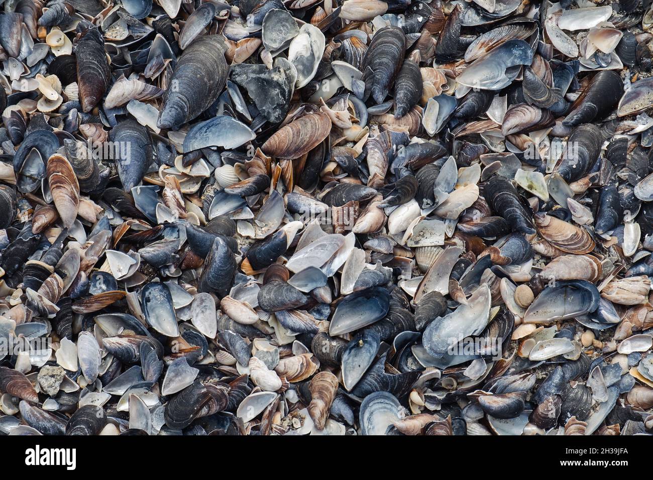 Heap of broken shells and stone on the beach as a pattern background