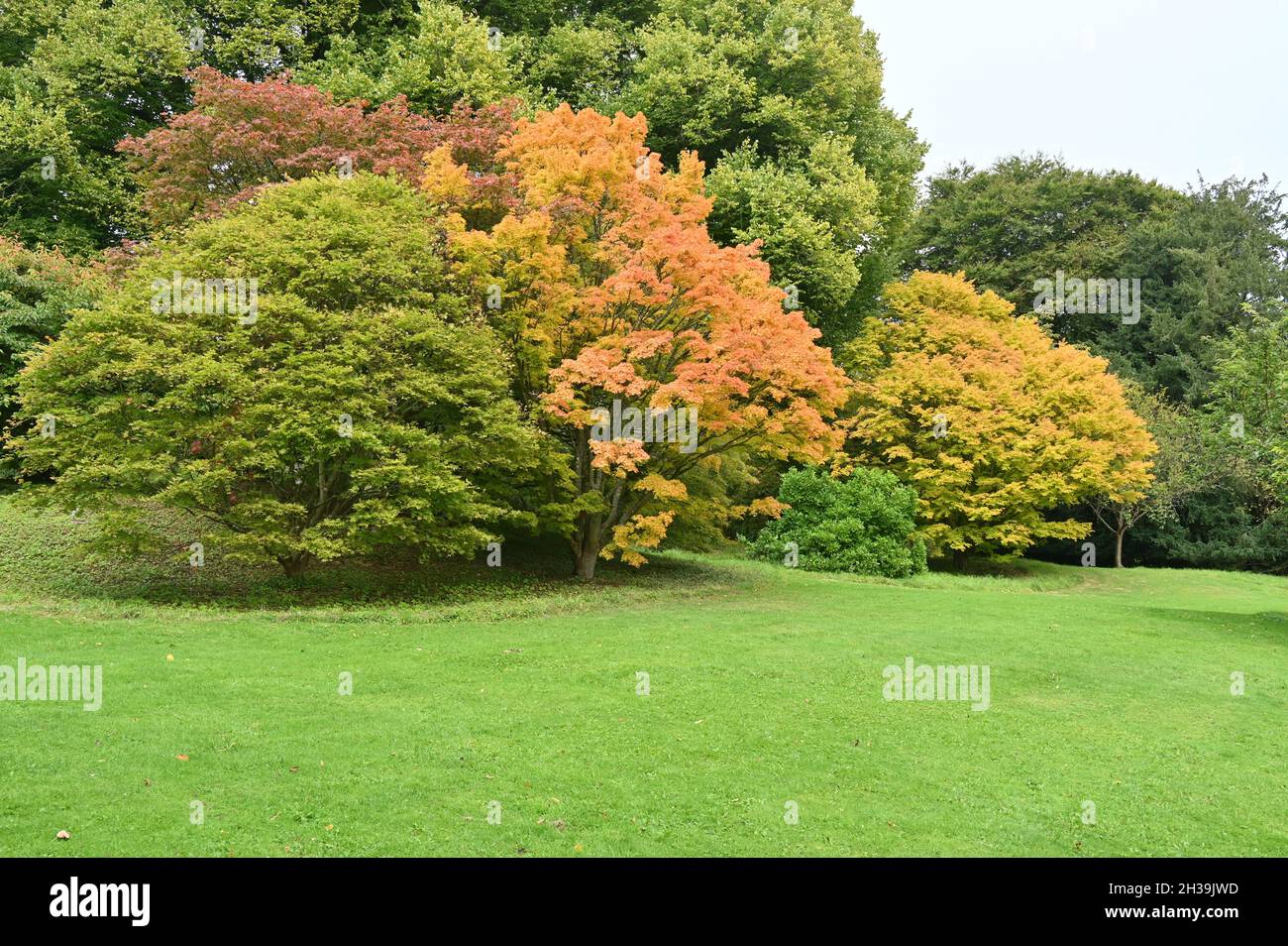 The start of autumn  reveals a colourful change in plant and tree life at Batford Arboretum, Gloucestershire Stock Photo