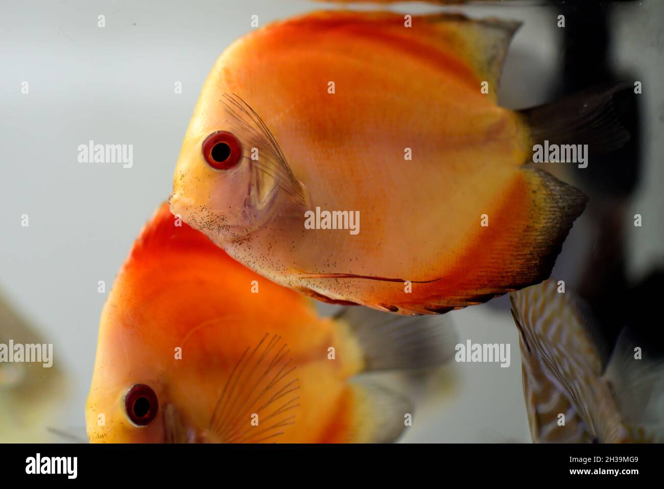 Close-up of melon Discus Fish is swimming in aquarium Stock Photo