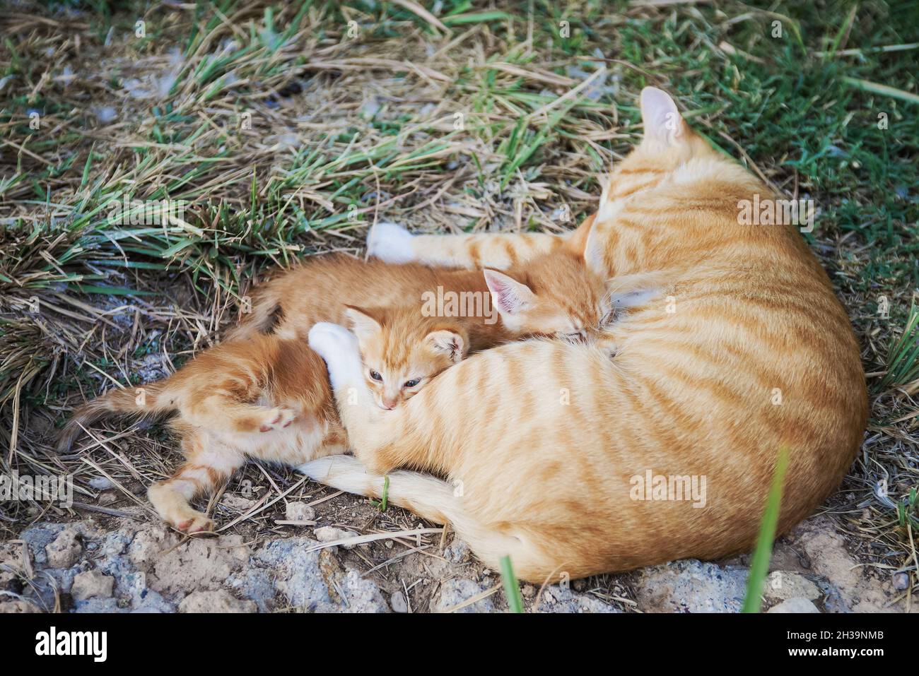 Cat Nursing her Kittens Stock Photo Alamy